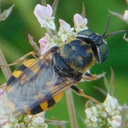 Odontomyia annulata